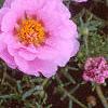 Portulaca grandiflora 'Sundial Pink', flowers