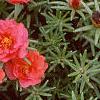 Portulaca grandiflora 'Sundial Scarlet', habit