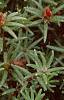 Portulaca grandiflora 'Sundial Scarlet', habit