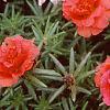Portulaca grandiflora 'Sundial Scarlet', habit