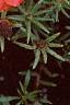 Portulaca grandiflora 'Sundial Scarlet', habit