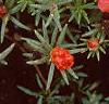 Portulaca grandiflora 'Sundial Scarlet', habit