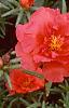 Portulaca grandiflora 'Sundial Scarlet', habit