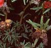 Portulaca grandiflora 'Sundial Scarlet', habit