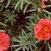 Portulaca grandiflora 'Sundial Scarlet', habit