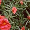 Portulaca grandiflora 'Sundial Scarlet', habit