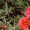 Portulaca grandiflora 'Sundial Scarlet', habit
