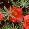 Portulaca grandiflora 'Sundial Scarlet', habit