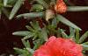 Portulaca grandiflora 'Sundial Scarlet', flowers