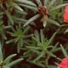 Portulaca grandiflora 'Sundial Scarlet', flowers