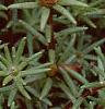 Portulaca grandiflora 'Sundial Scarlet', flowers