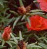 Portulaca grandiflora 'Sundial Scarlet', flowers