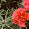 Portulaca grandiflora 'Sundial Scarlet', flowers