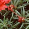 Portulaca grandiflora 'Sundial Scarlet', flowers