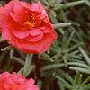 Portulaca grandiflora 'Sundial Scarlet', flowers