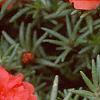 Portulaca grandiflora 'Sundial Scarlet', flowers