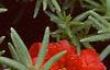 Portulaca grandiflora 'Sundial Scarlet', flowers