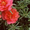 Portulaca grandiflora 'Sundial Scarlet', flowers