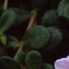Portulaca 'Ultra Powder Pink', flowers