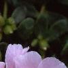 Portulaca 'Ultra Powder Pink', flowers