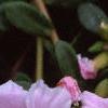 Portulaca 'Ultra Powder Pink', flowers