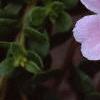 Portulaca 'Ultra Powder Pink', flowers