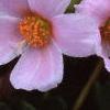Portulaca 'Ultra Powder Pink', flowers
