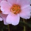 Portulaca 'Ultra Powder Pink', flowers