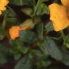 Portulaca 'Ultra Sunshine', flowers