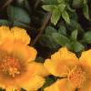 Portulaca 'Ultra Sunshine', flowers
