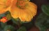 Portulaca 'Ultra Sunshine', flowers