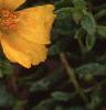 Portulaca 'Ultra Sunshine', flowers