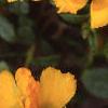 Portulaca 'Ultra Sunshine', flowers