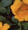 Portulaca 'Ultra Sunshine', flowers
