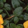 Portulaca 'Ultra Sunshine', flowers
