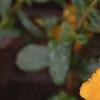 Portulaca 'Ultra Sunshine', flowers