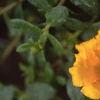Portulaca 'Ultra Sunshine', flowers