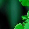 Adiantum tenerum 'Farleyense', flowers
