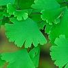 Adiantum tenerum 'Farleyense', flowers