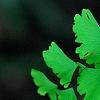 Adiantum tenerum 'Farleyense', flowers
