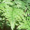 Pteridium aquilinum, habit
