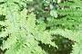 Pteridium aquilinum, habit