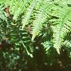 Pteridium aquilinum, habit