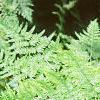 Pteridium aquilinum, habit