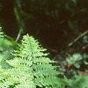 Pteridium aquilinum, habit