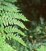 Pteridium aquilinum, habit