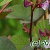 Lablab purpureus, flowers