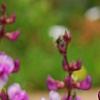 Lablab purpureus, flowers