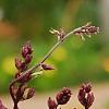 Lablab purpureus, flowers