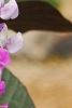 Lablab purpureus, flowers